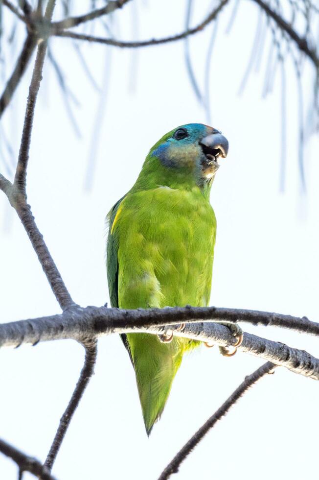 Double-eyed Fig Parrot photo