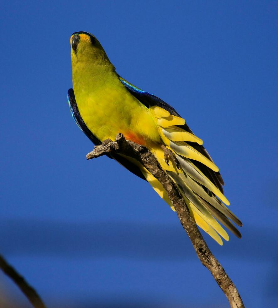 Elegant Parrot in Australia photo