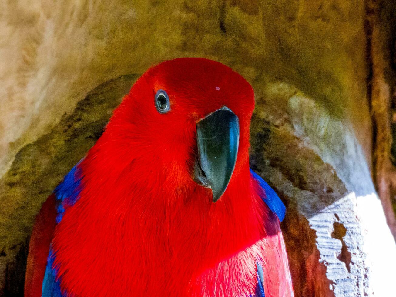 Eclectus Parrot in Australia photo