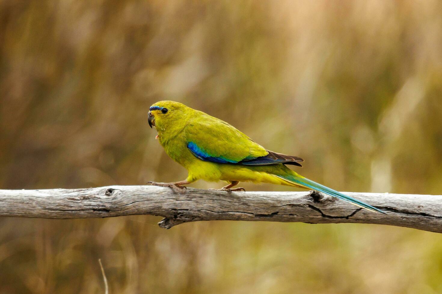 Elegant Parrot in Australia photo