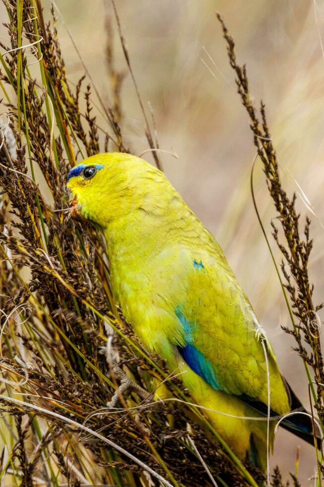 elegante loro en Australia foto