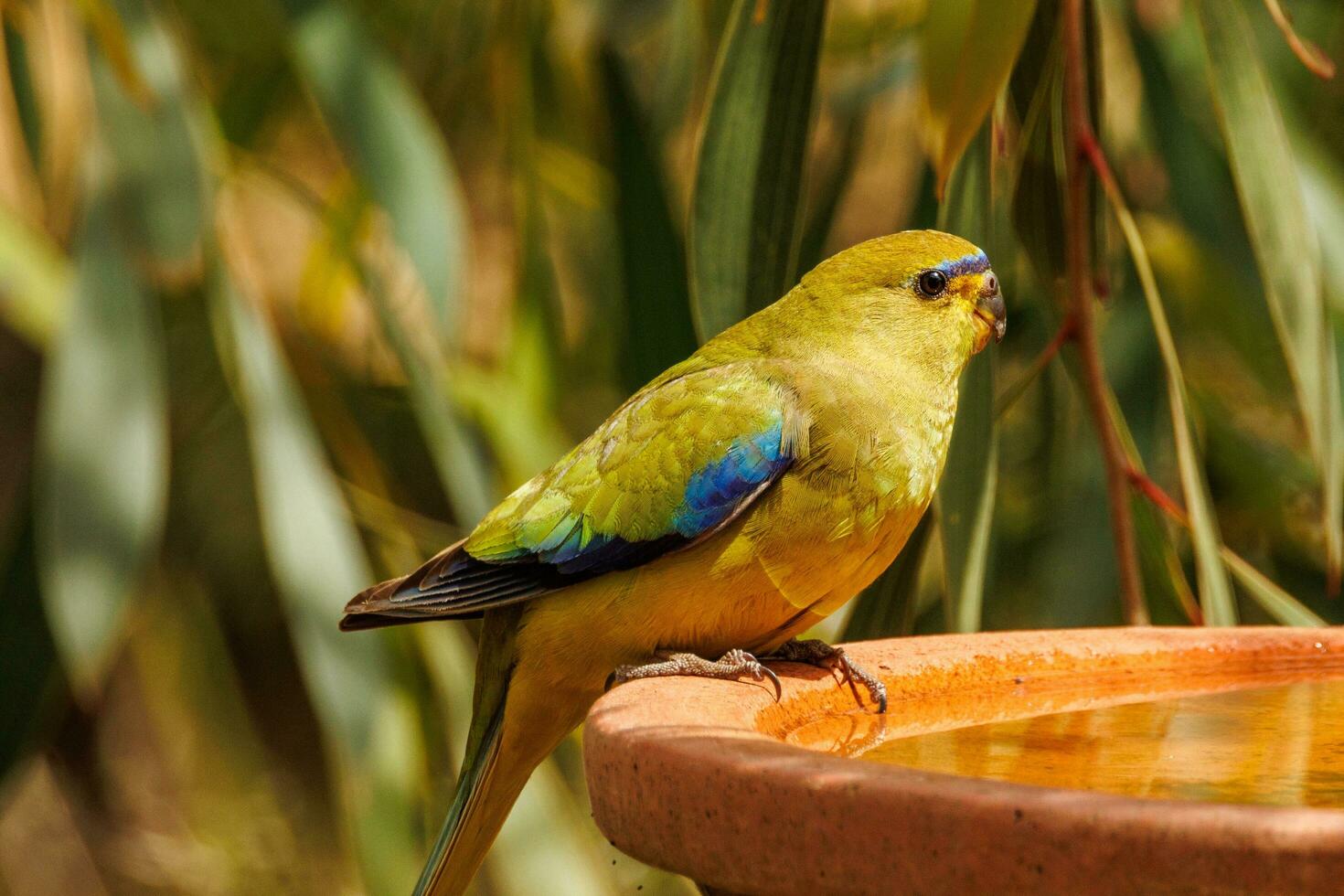 Elegant Parrot in Australia photo