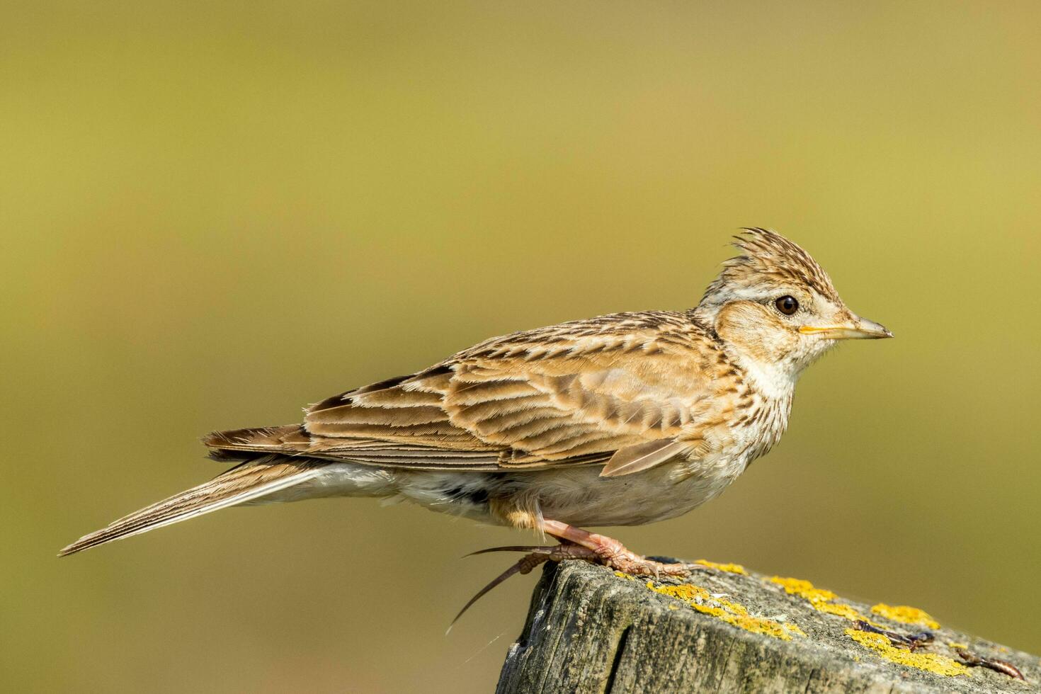 Common Eurasian Skylark photo