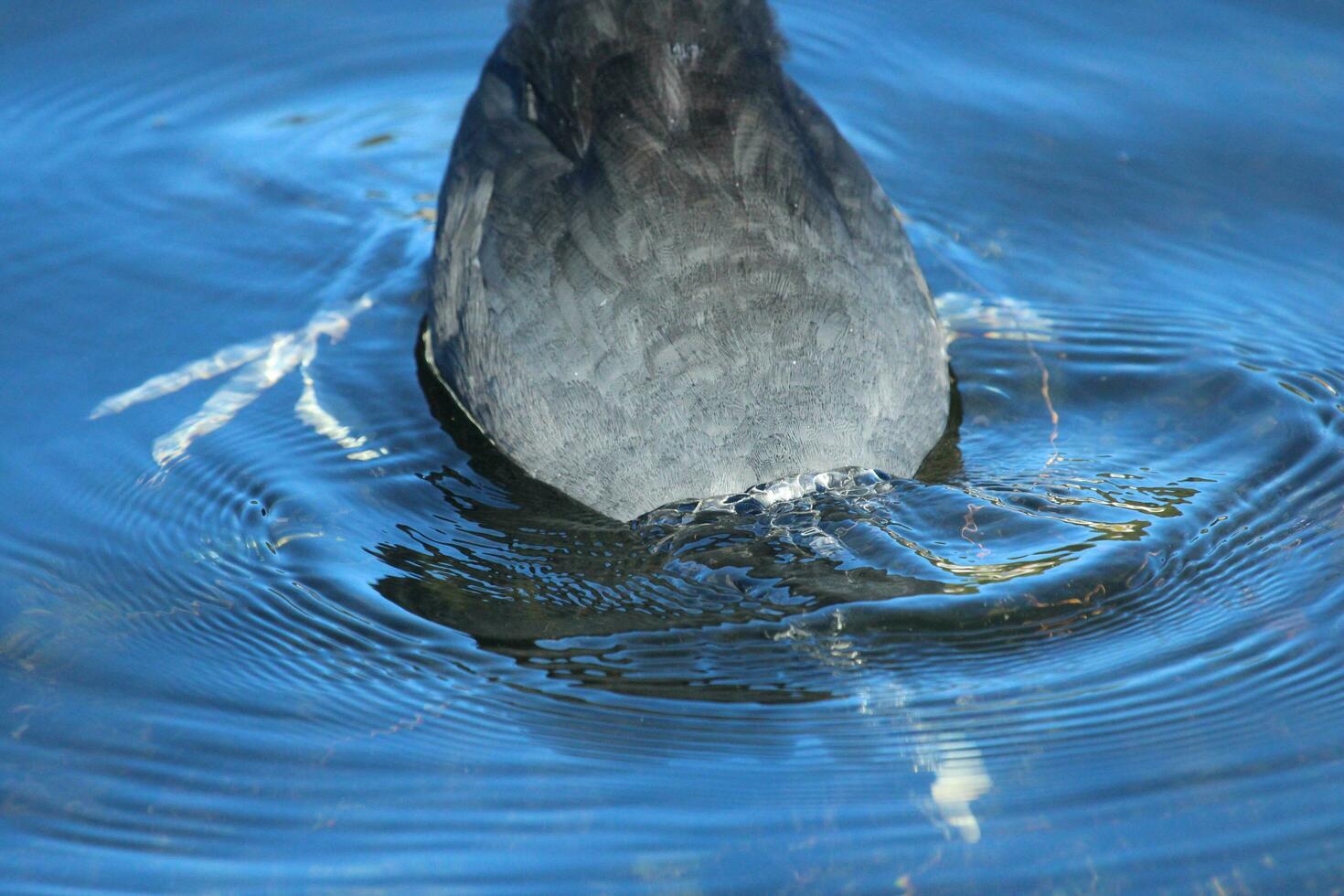 Common Eurasian Coot photo
