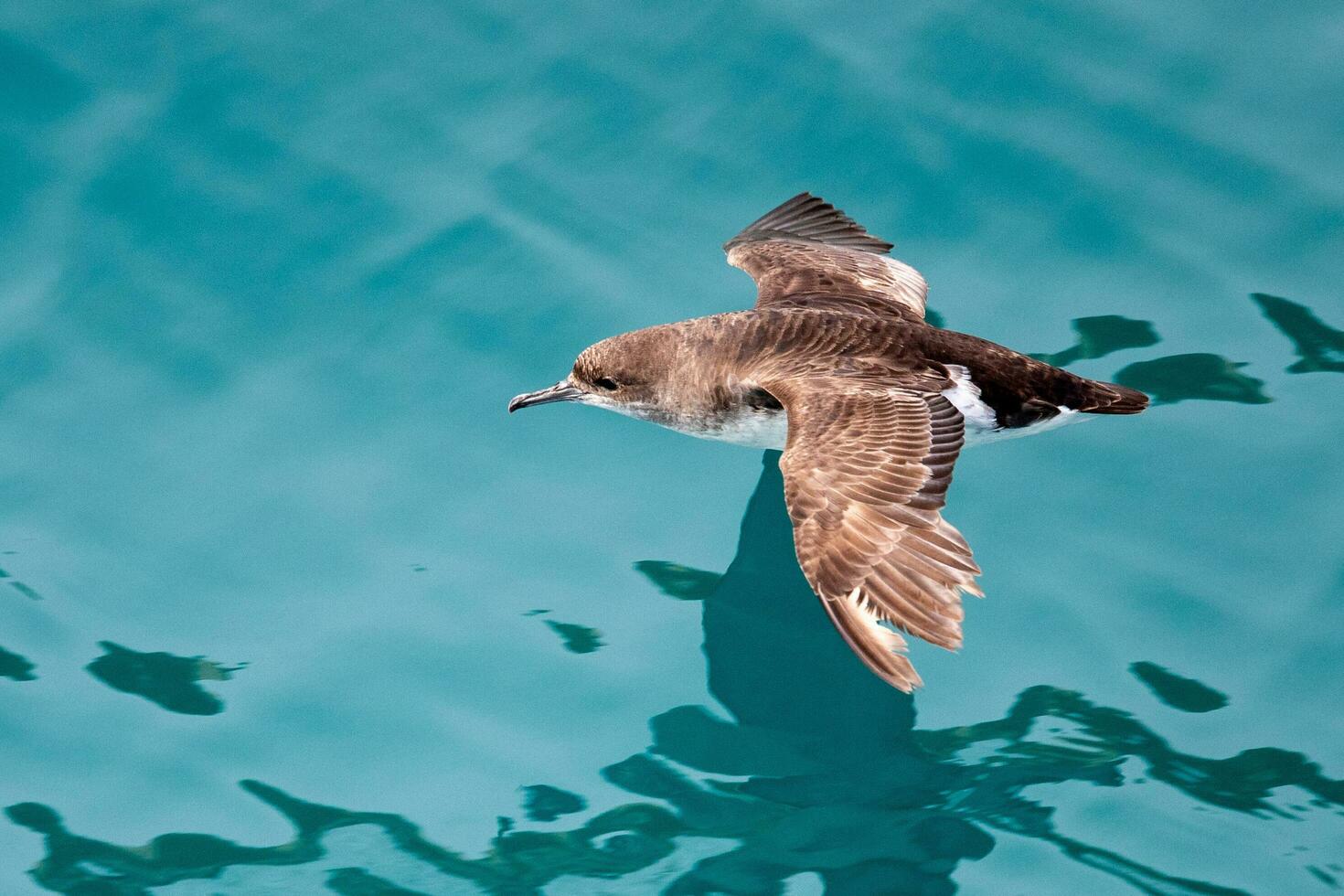 Fluttering Shearwater in Australasia photo