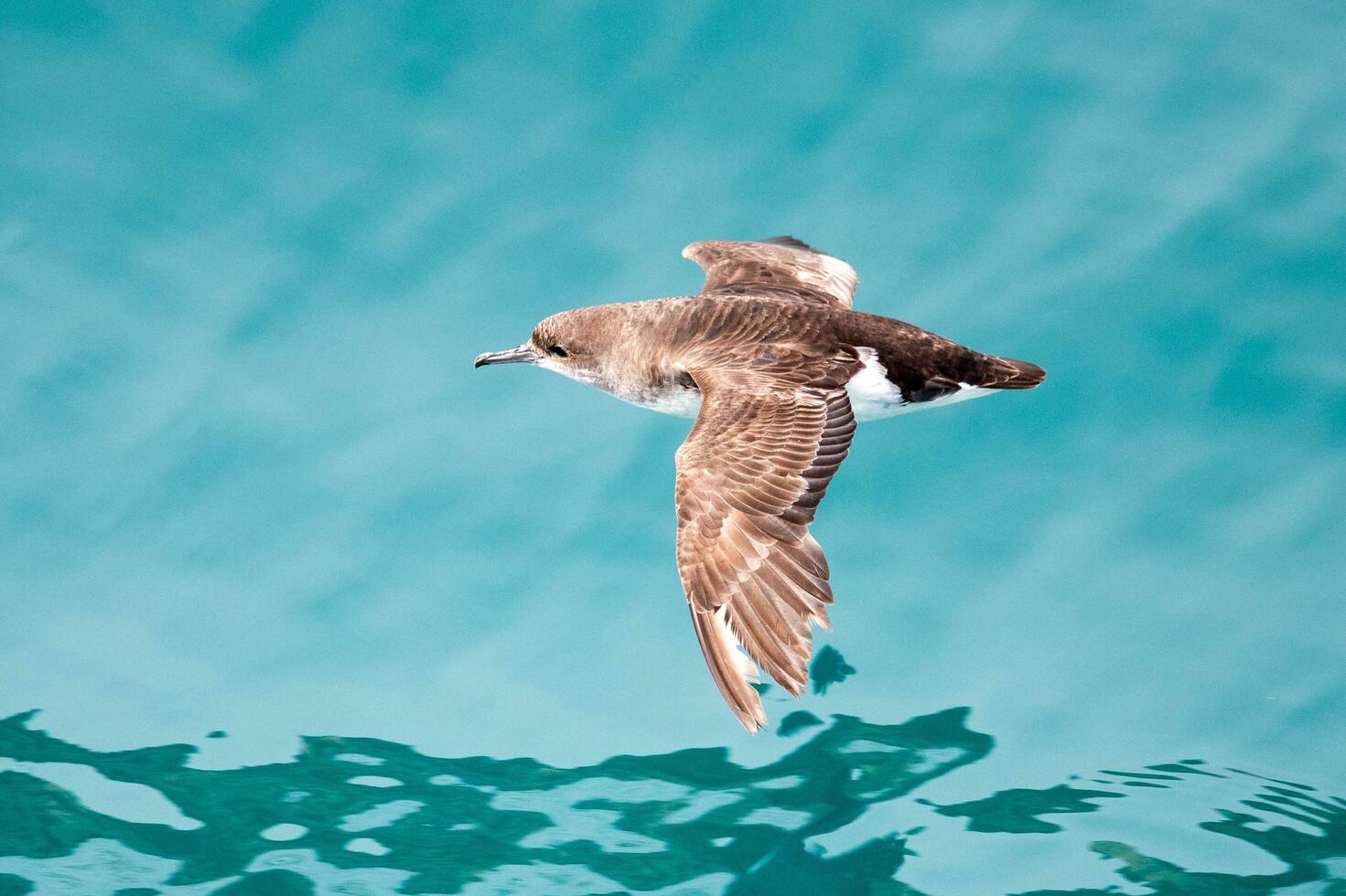 Fluttering Shearwater in Australasia photo