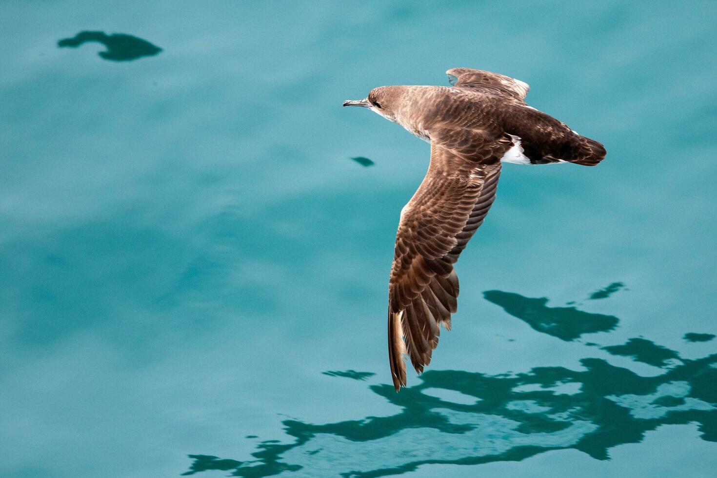 Fluttering Shearwater in Australasia photo