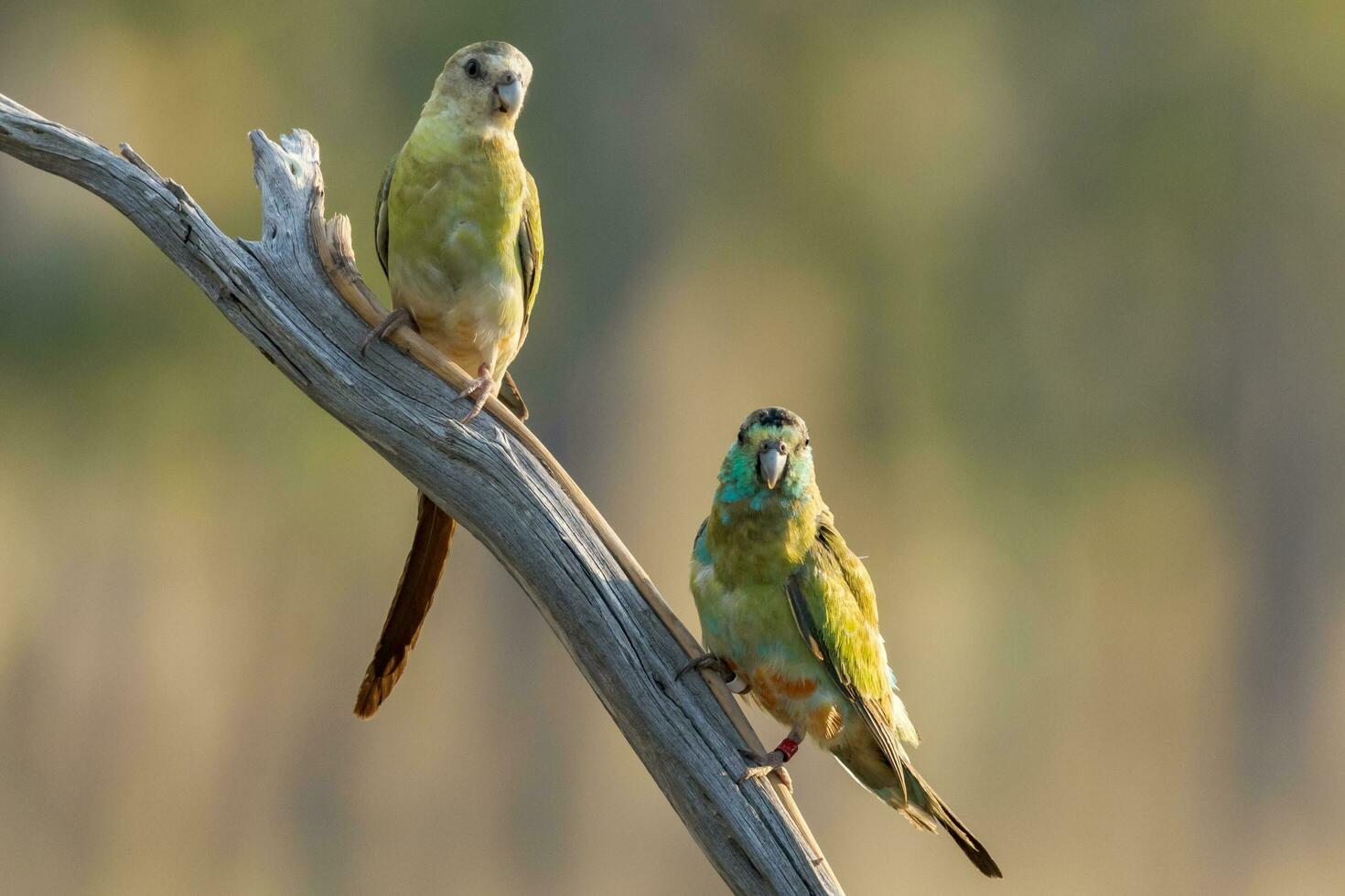 Golden-shouldered Parrot in Australia photo