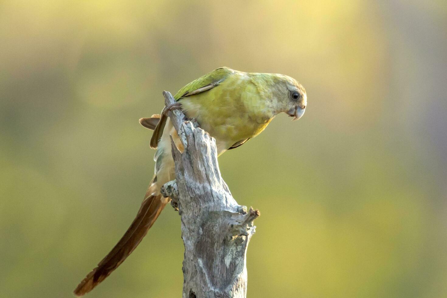 Golden-shouldered Parrot in Australia photo