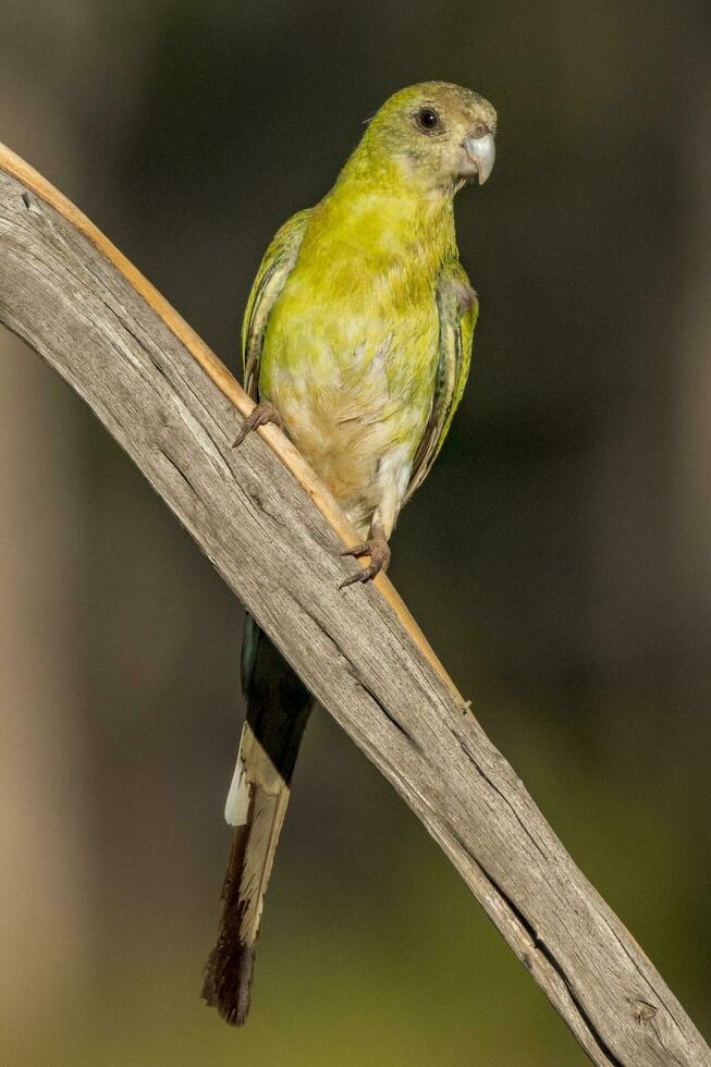 Golden-shouldered Parrot in Australia photo