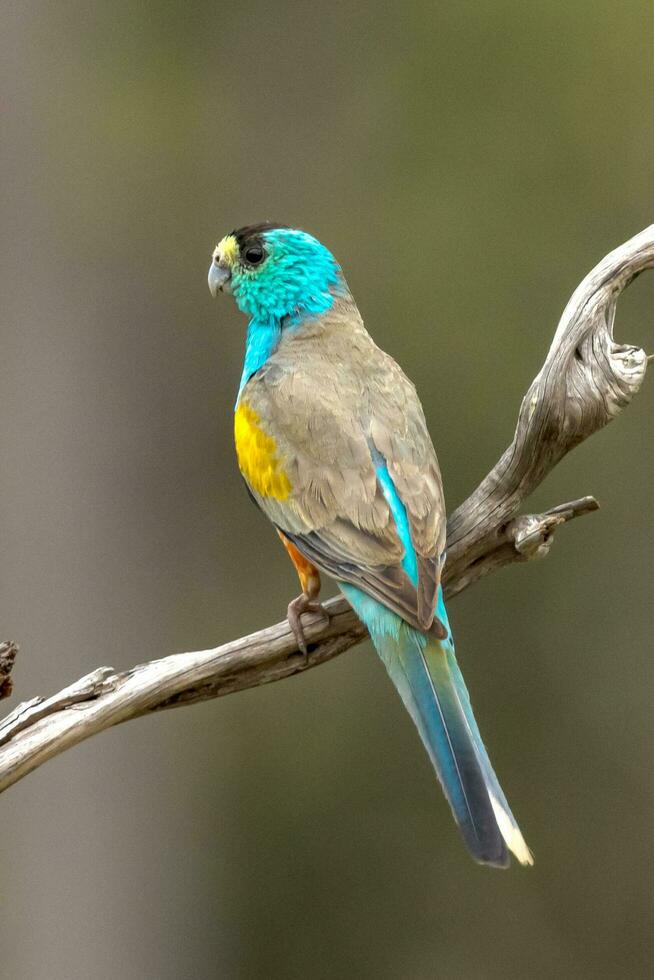 Golden-shouldered Parrot in Australia photo
