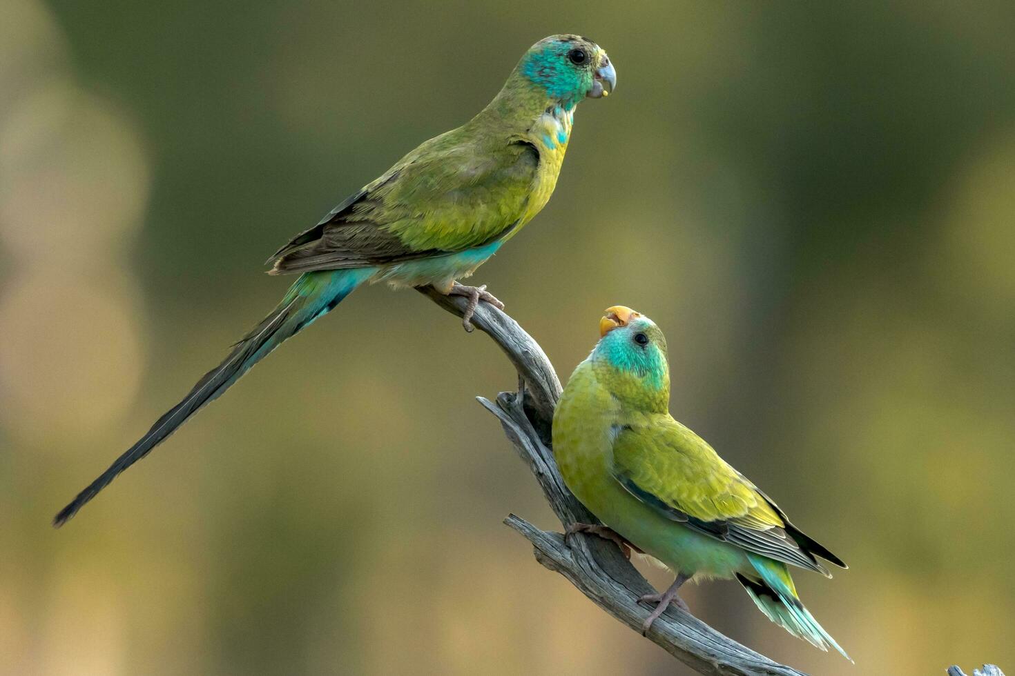 de hombros dorados loro en Australia foto