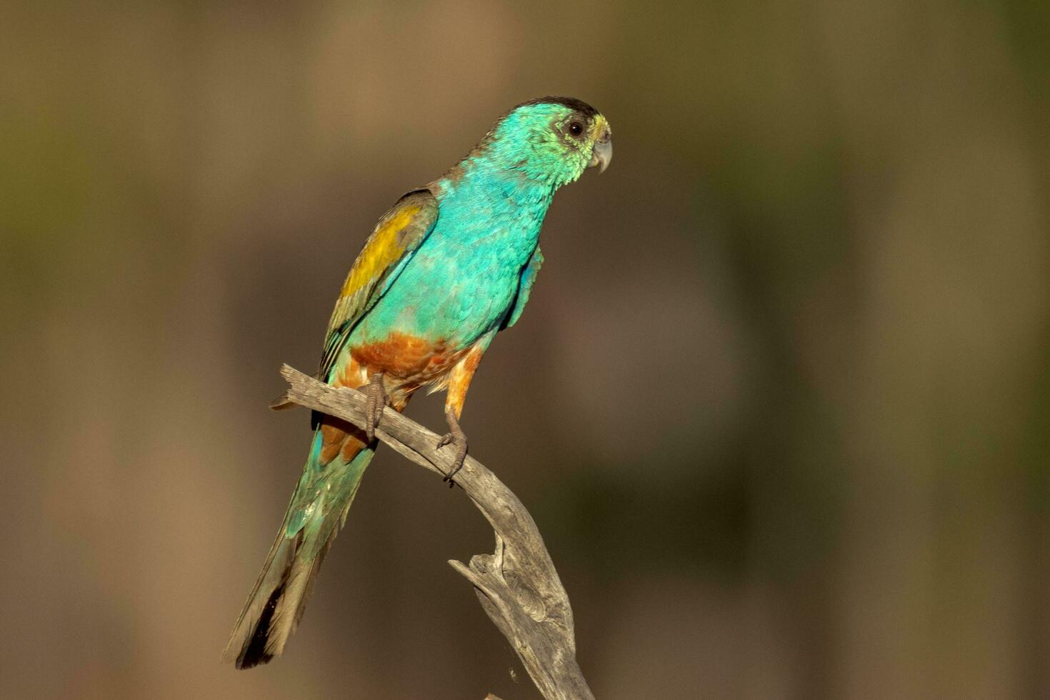 Golden-shouldered Parrot in Australia photo