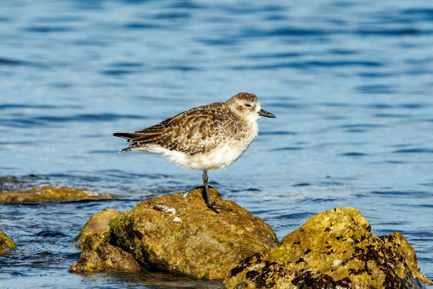 Grey or Black-bellied Plover photo