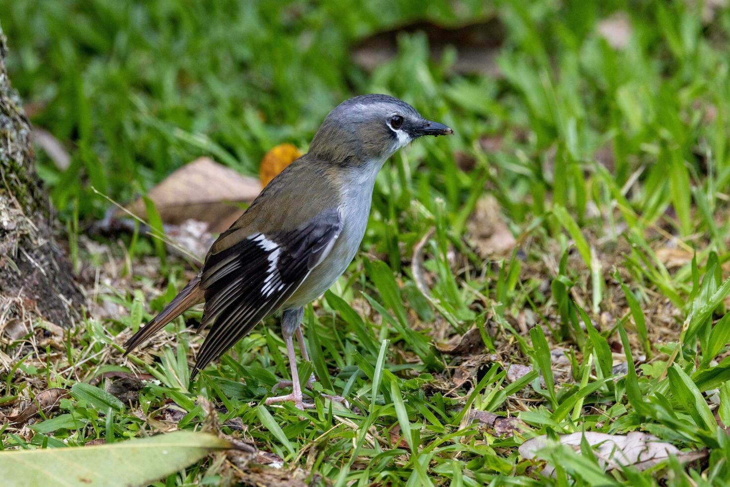 Grey-headed Robin in Australia photo