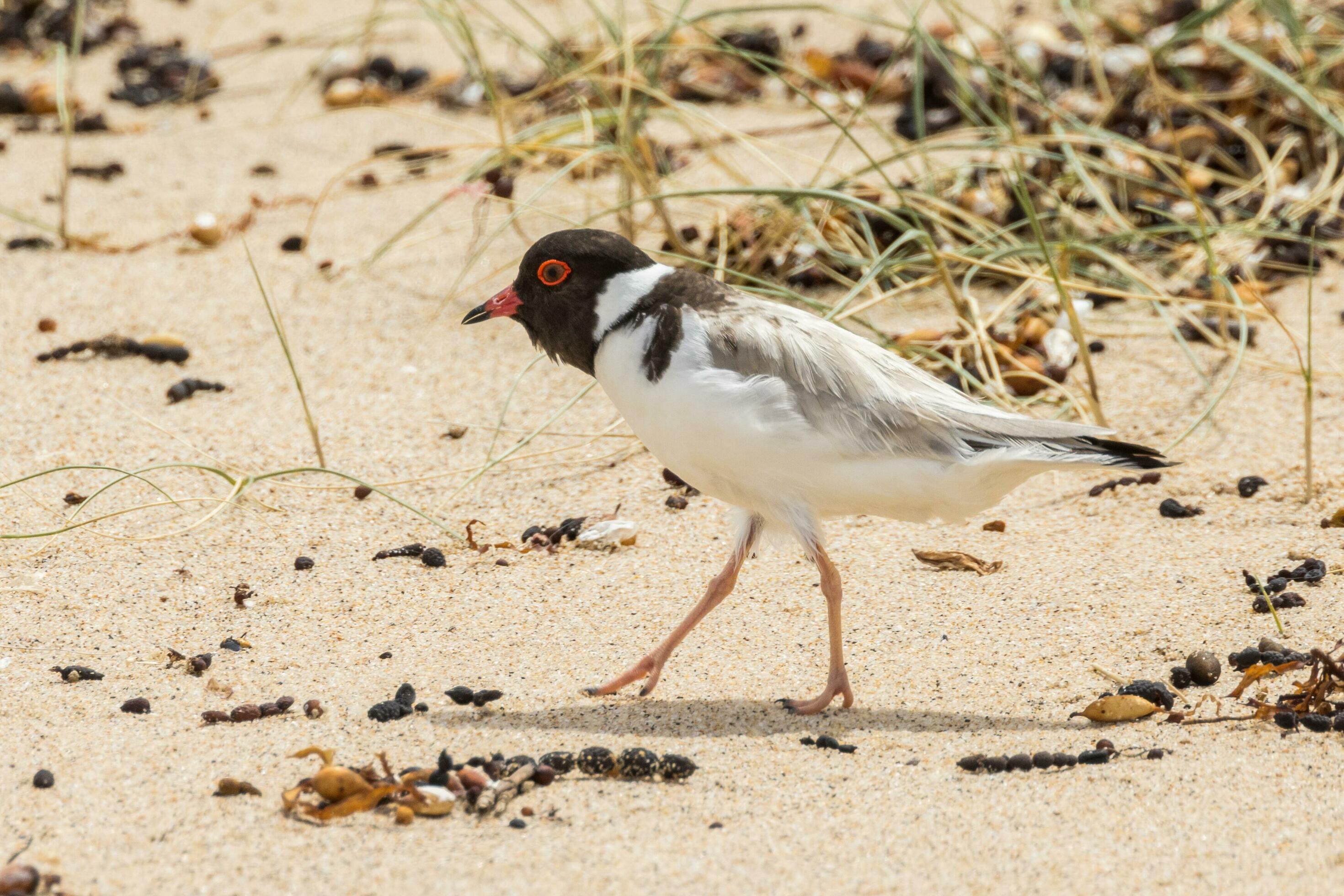 Hooded Plover in Australia 25925776 Stock Photo at Vecteezy