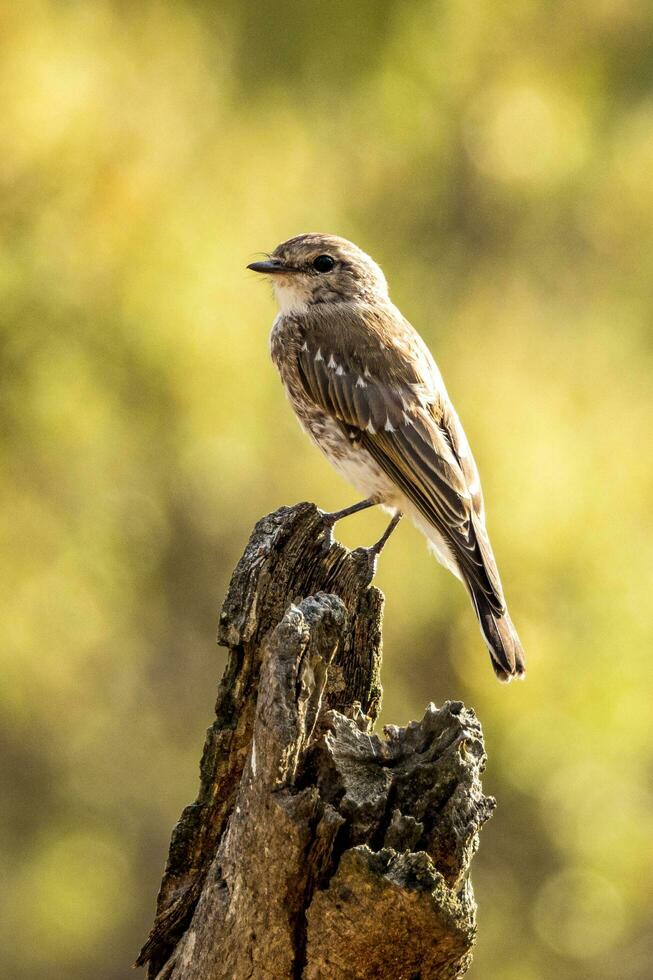 Hooded Robin in Australia photo