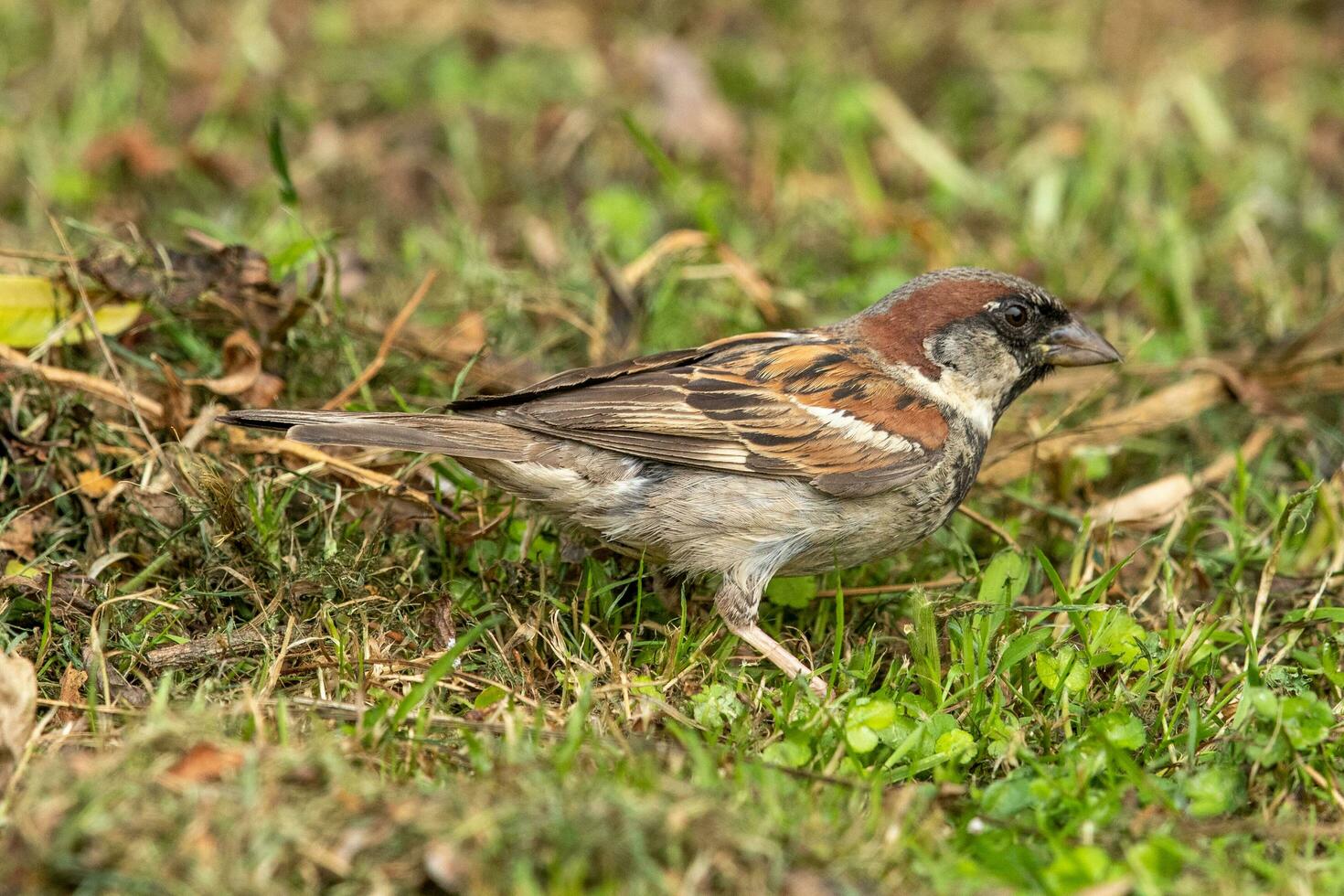 Common House Sparrow photo