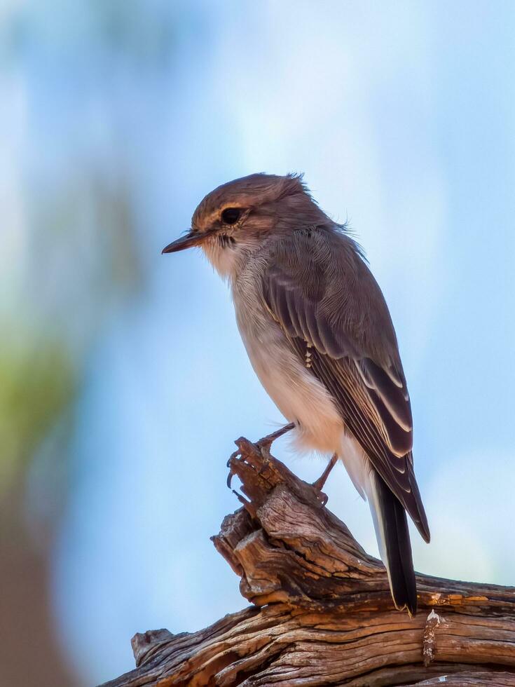 Jacky Winter in Australia photo