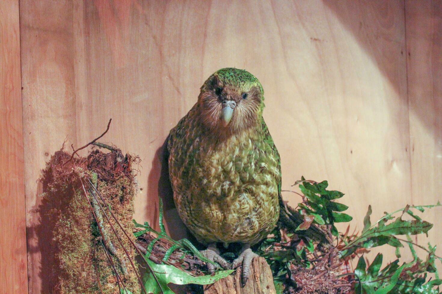 kakapo en peligro de extinción noche loro de nuevo Zelanda foto