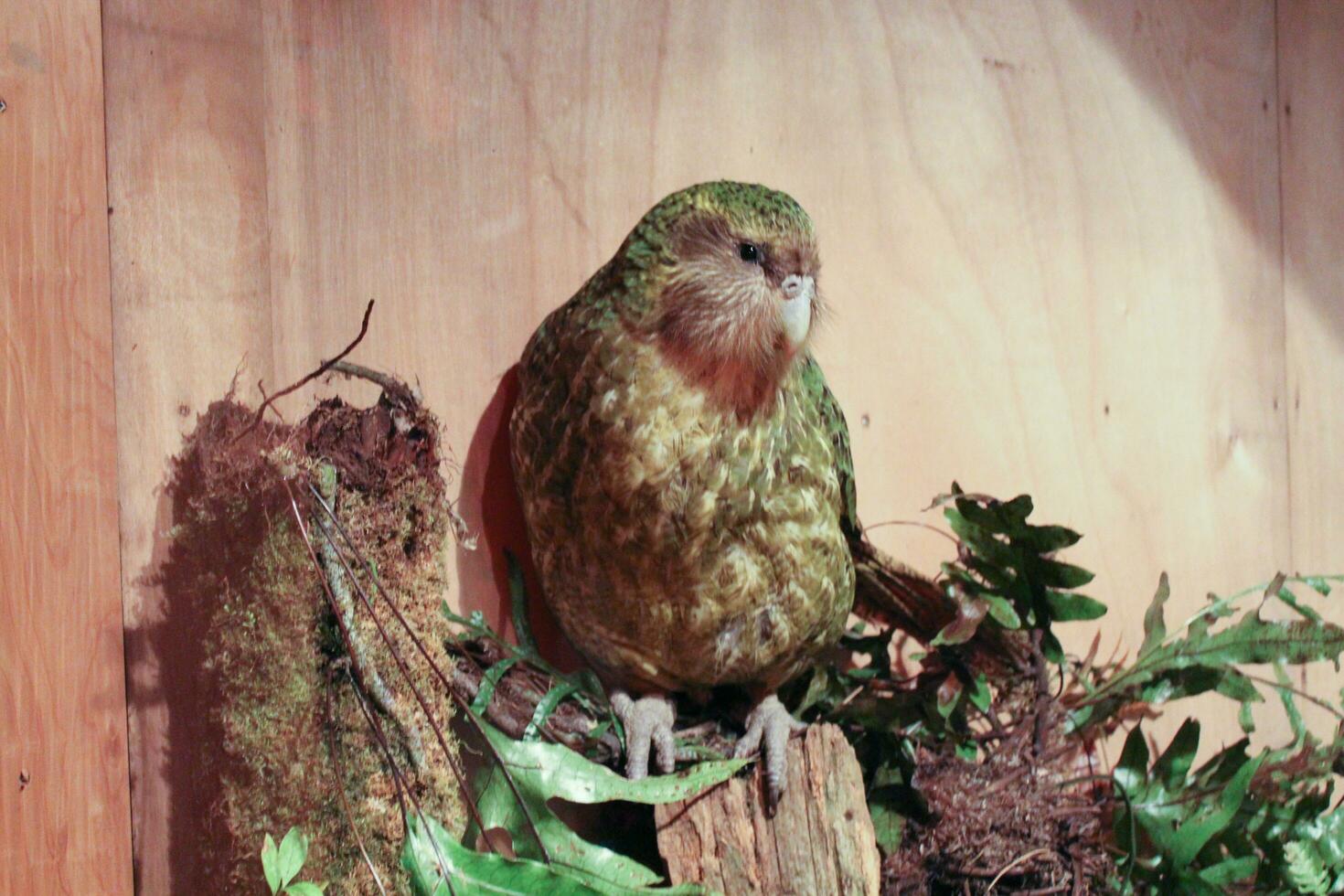 Kakapo Endangered Night Parrot of New Zealand photo