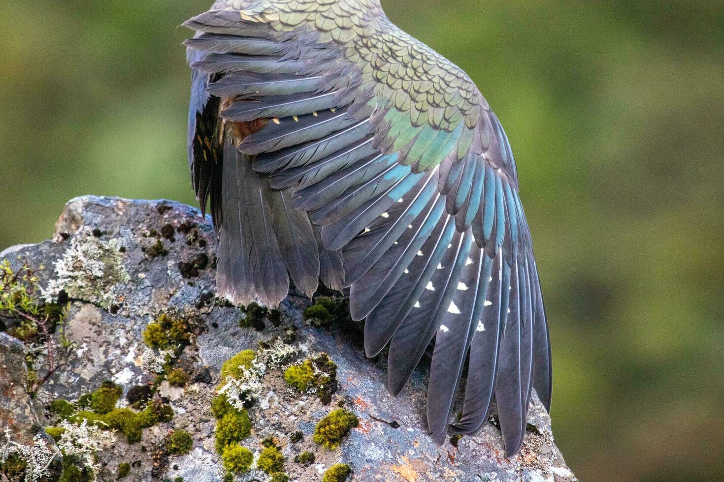 Kea Alpine Parrot of New Zealand photo