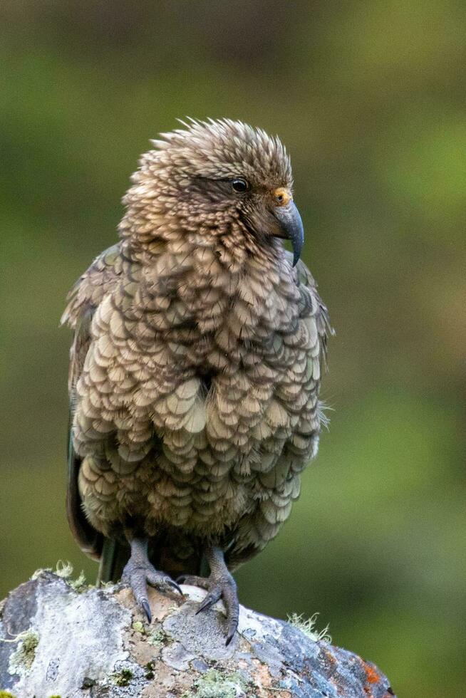 kea alpino loro de nuevo Zelanda foto