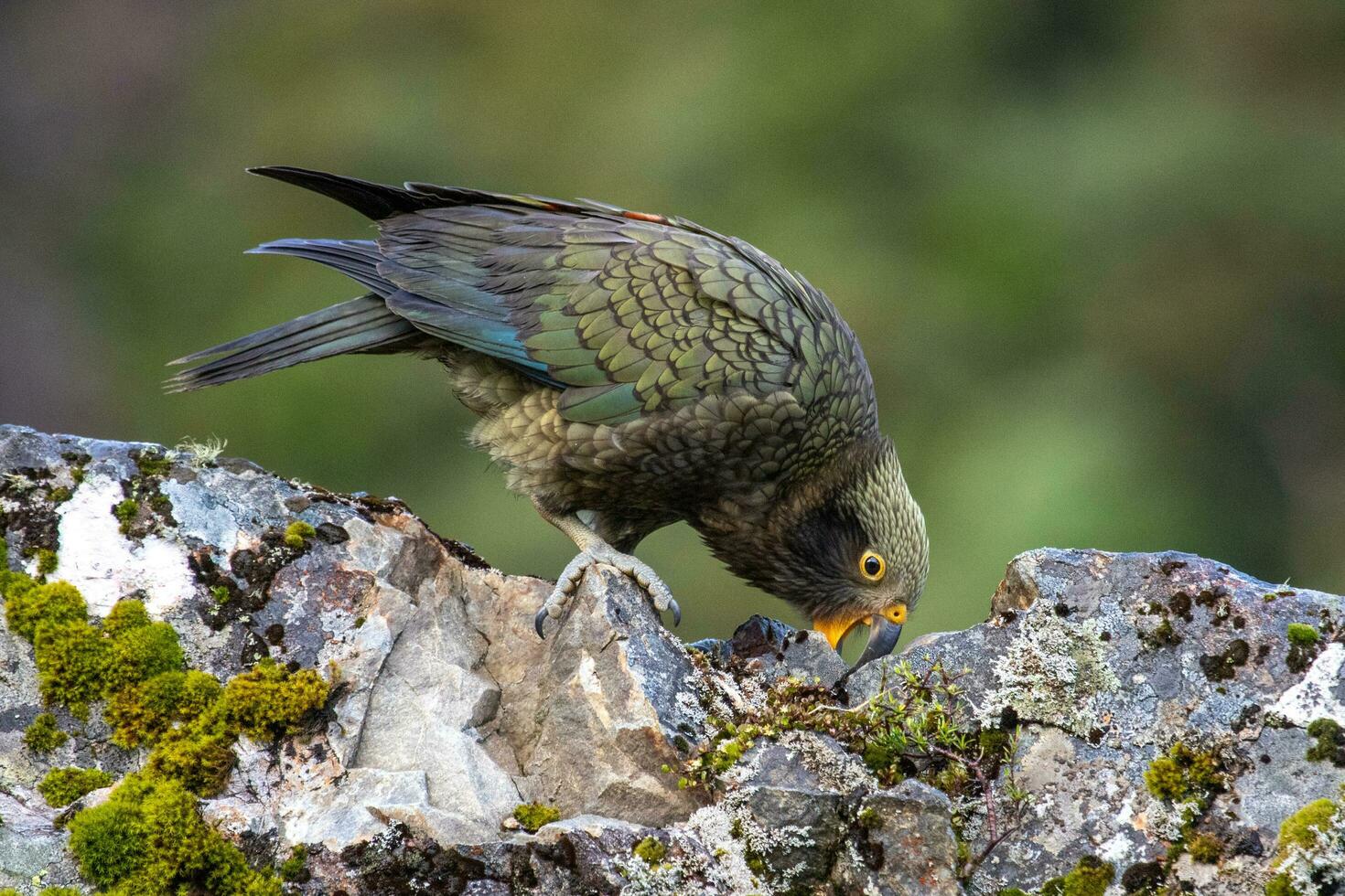 kea alpino loro de nuevo Zelanda foto