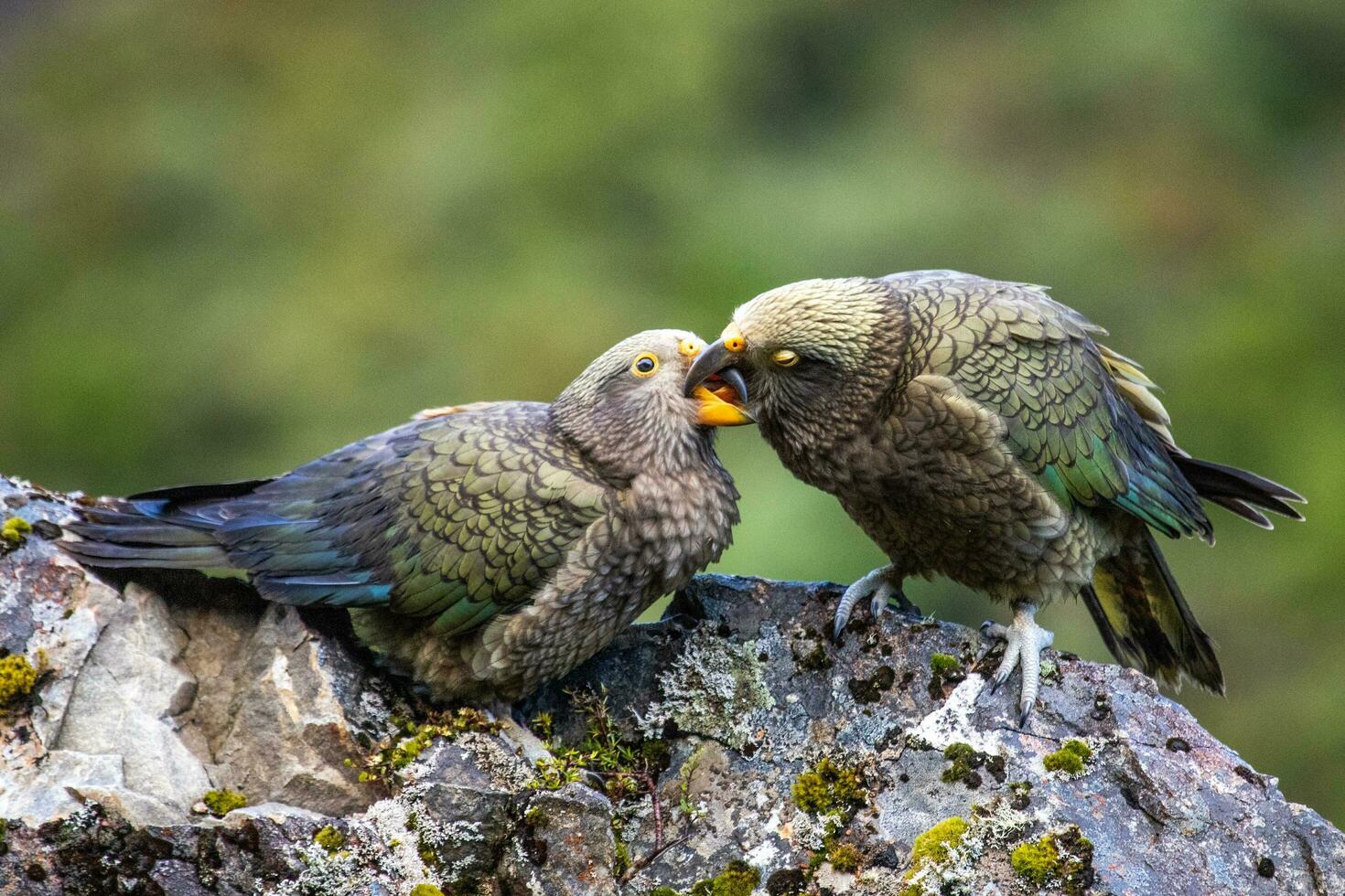 Kea Alpine Parrot of New Zealand photo