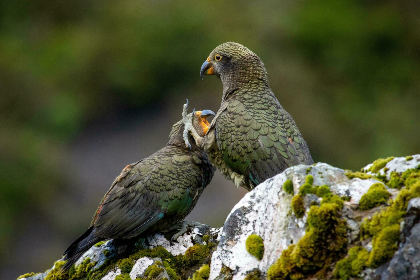 kea alpino loro de nuevo Zelanda foto