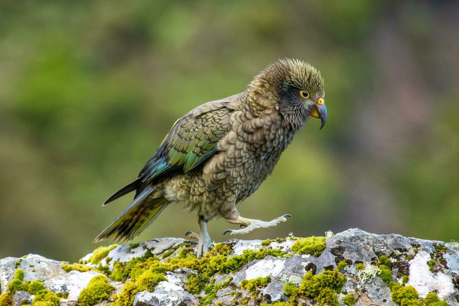 kea alpino loro de nuevo Zelanda foto