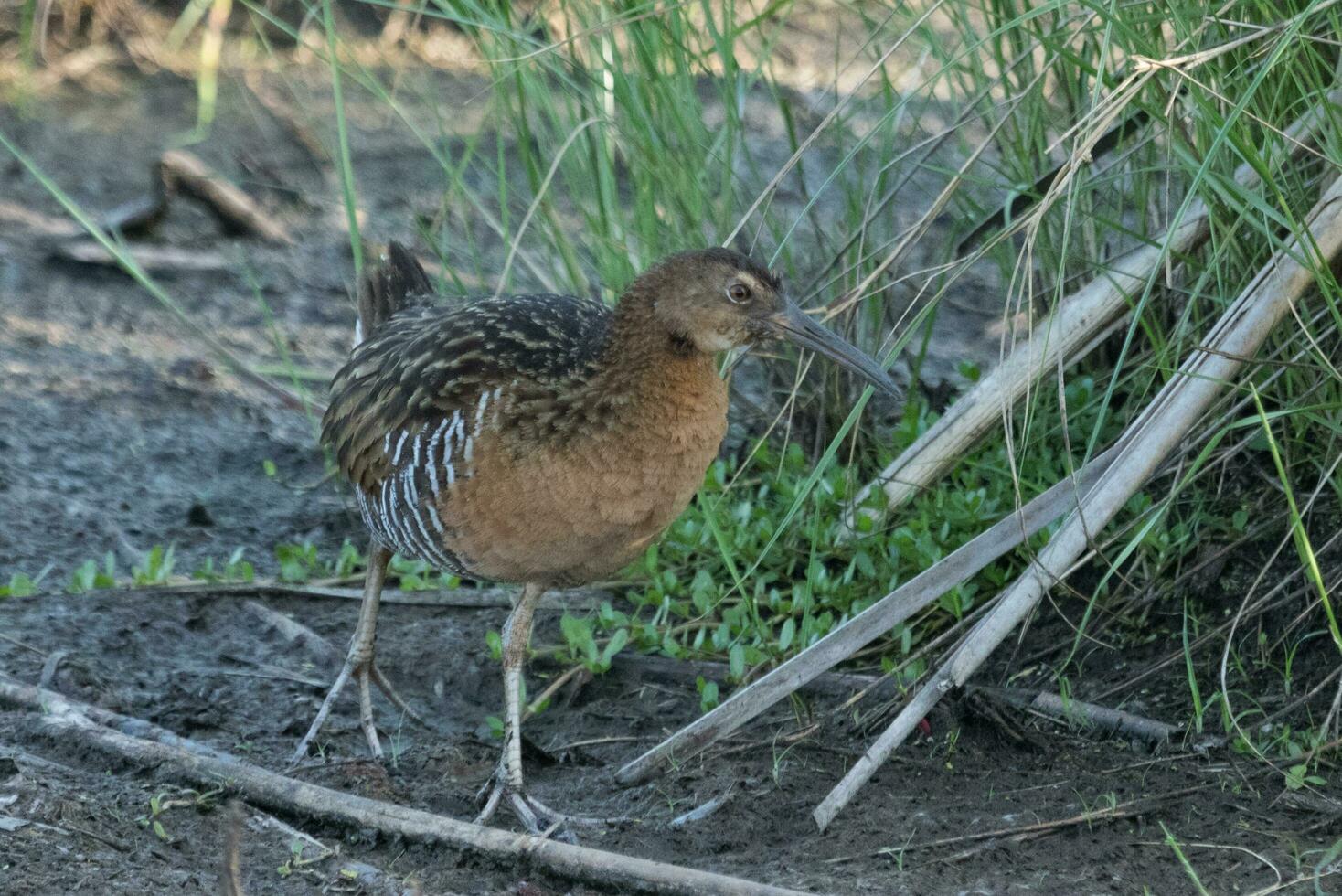 King Rail in USA photo