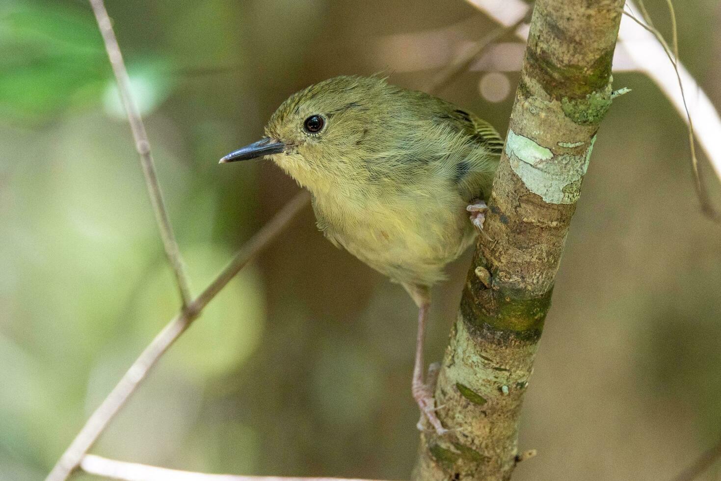 Large-billed Scrubwren in Australia photo