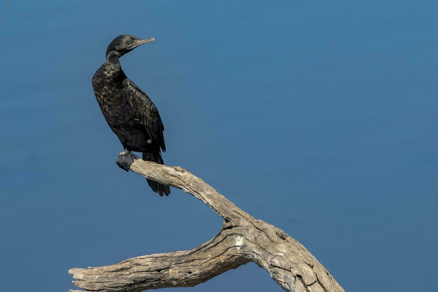 Little Black Cormorant photo