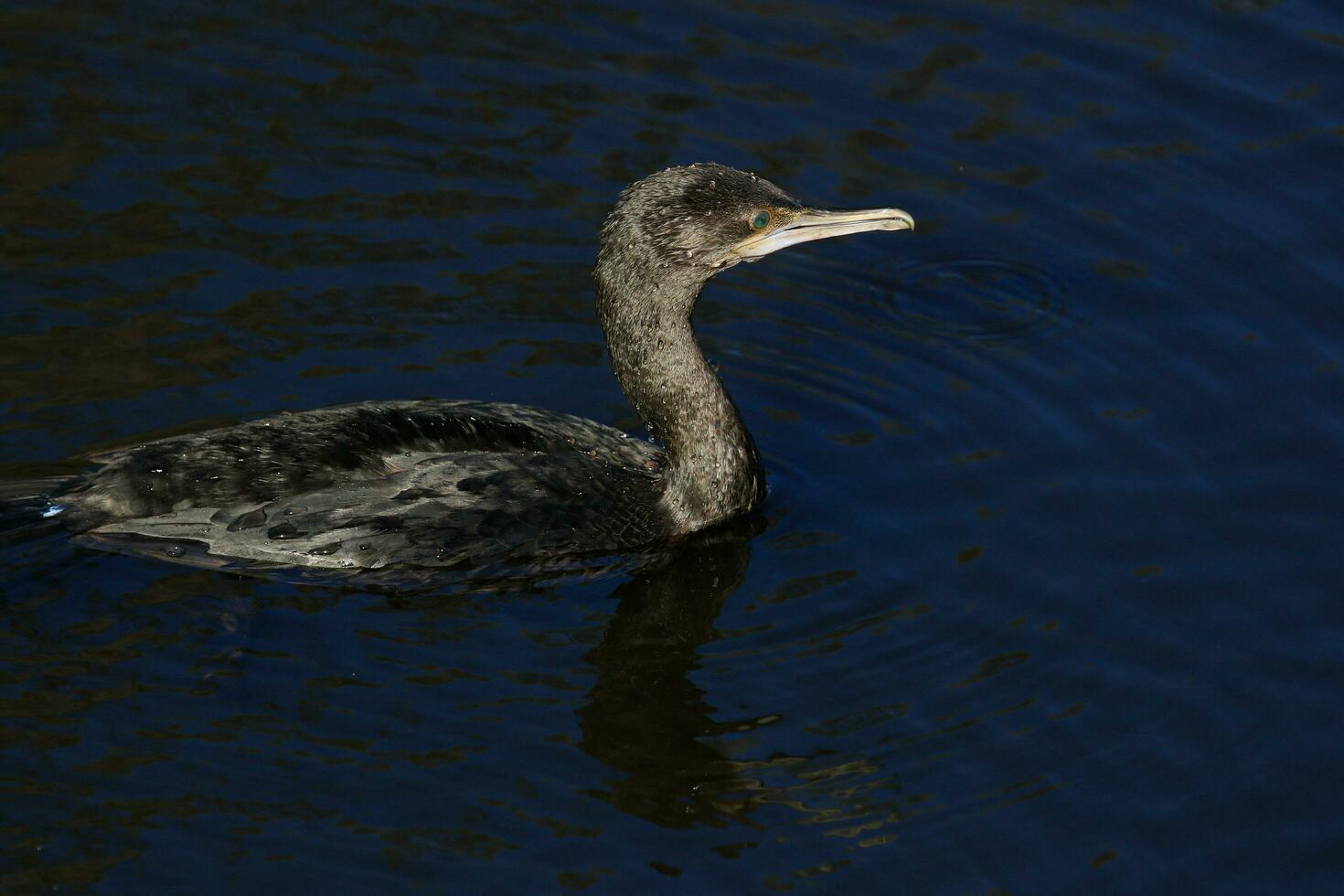 Little Black Cormorant photo