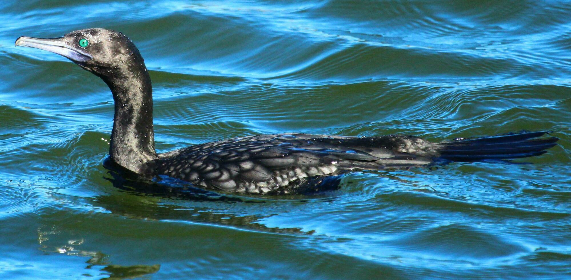 Little Black Shag in New Zealand photo