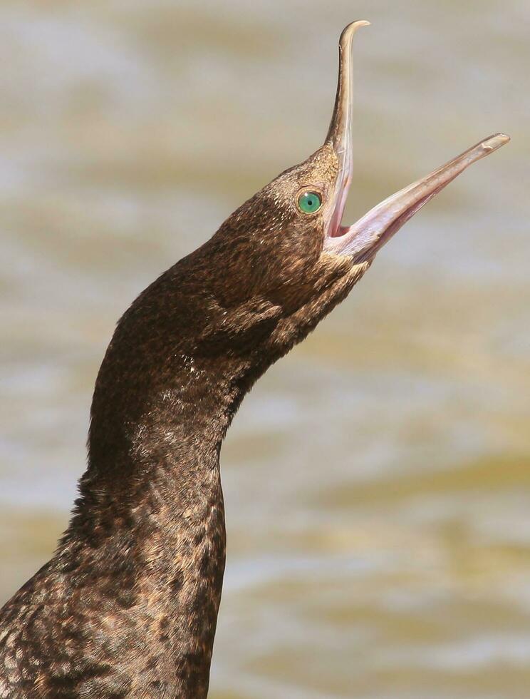 pequeño negro pelusa en nuevo Zelanda foto