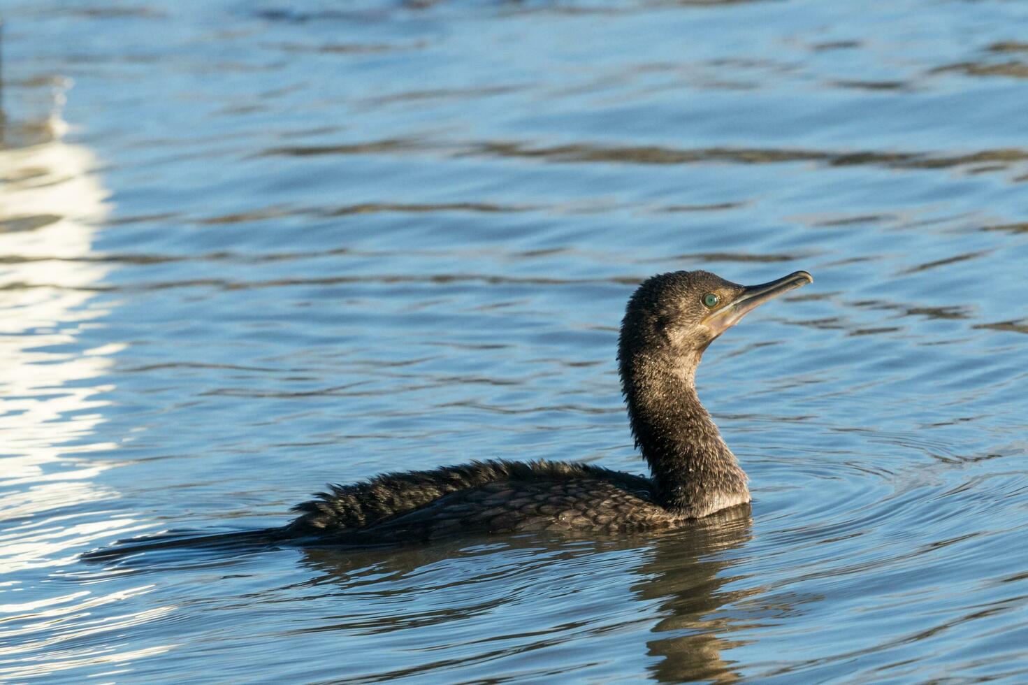 pequeño negro pelusa en nuevo Zelanda foto