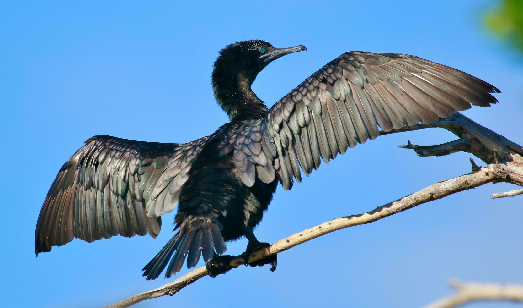 Little Black Shag in New Zealand photo