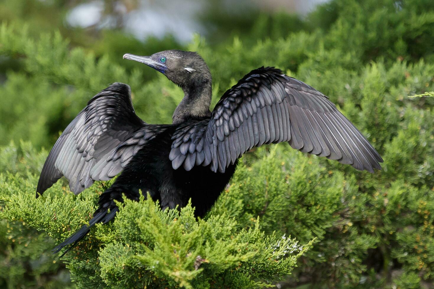 Little Black Shag in New Zealand photo