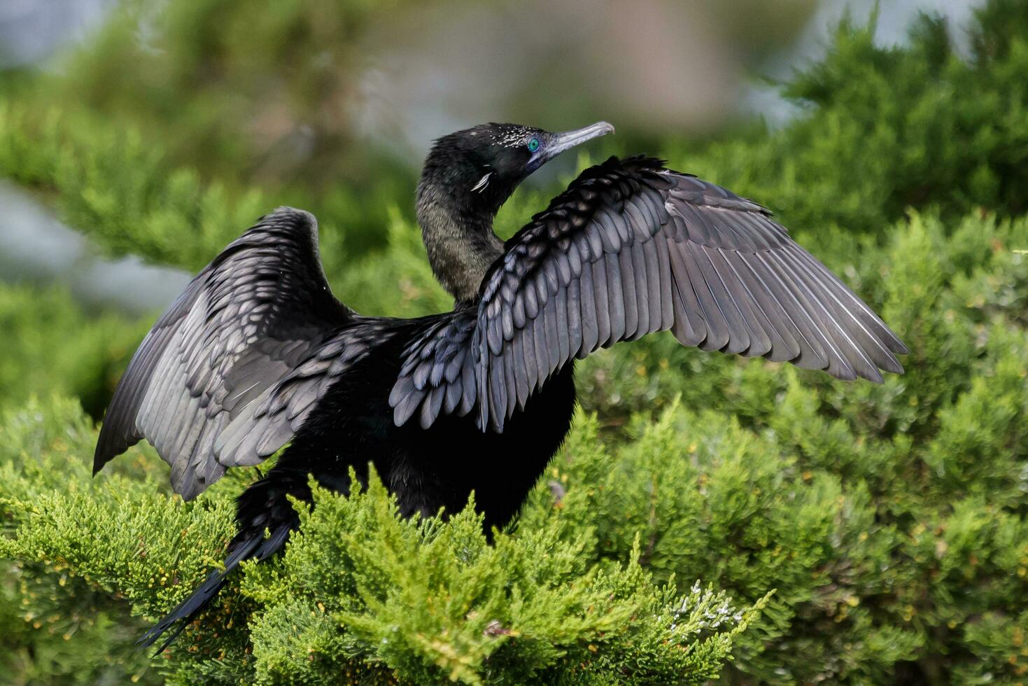 Little Black Shag in New Zealand photo