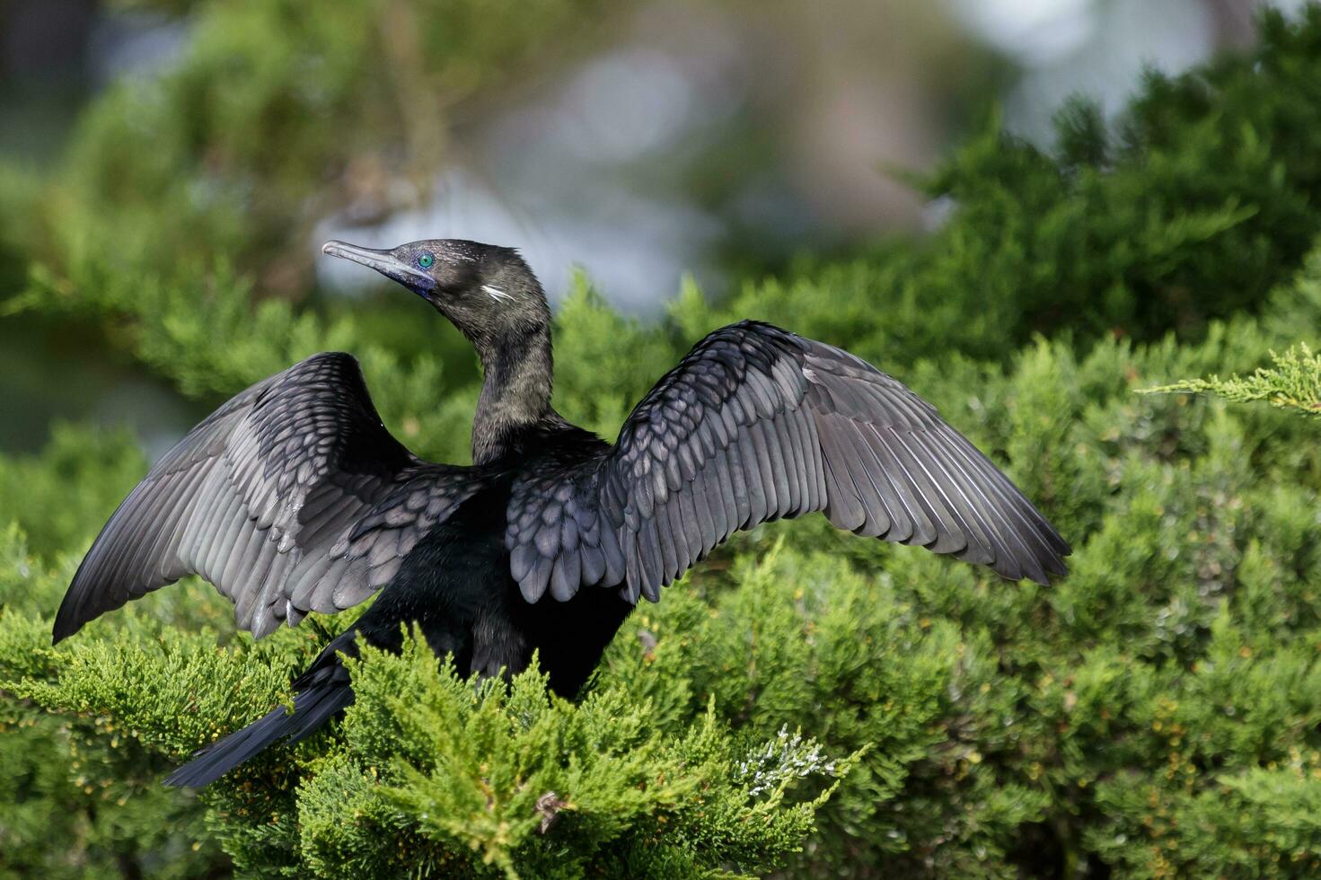 Little Black Shag in New Zealand photo