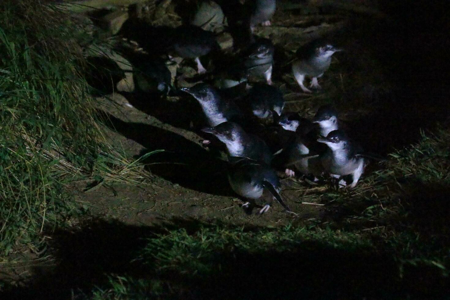 Little Blue or Fairy Penguin photo