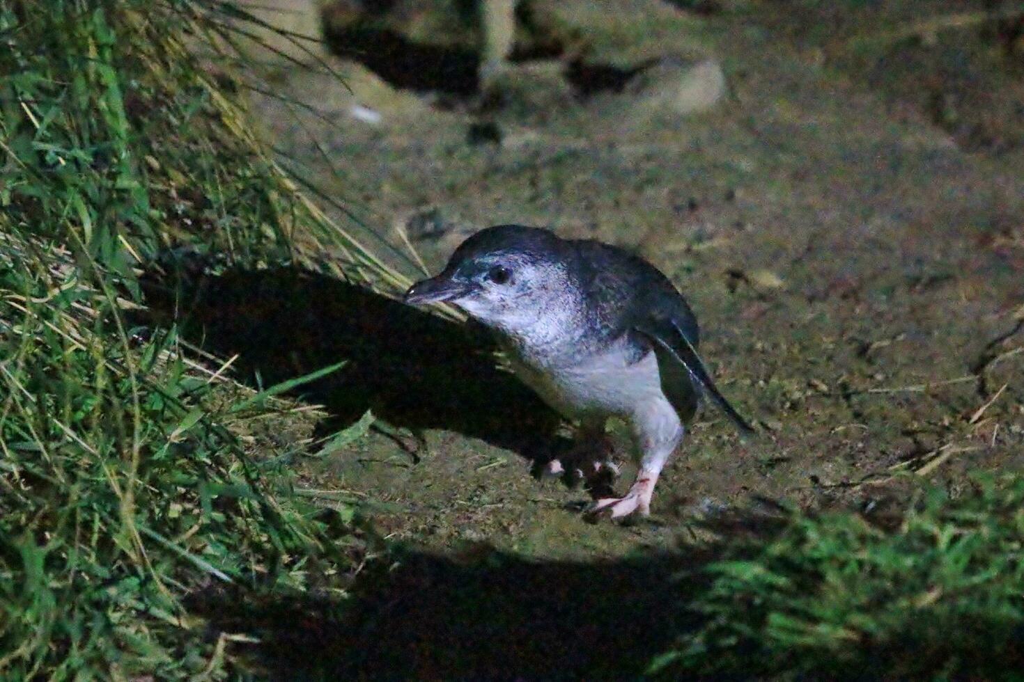 pequeño azul o hada pingüino foto