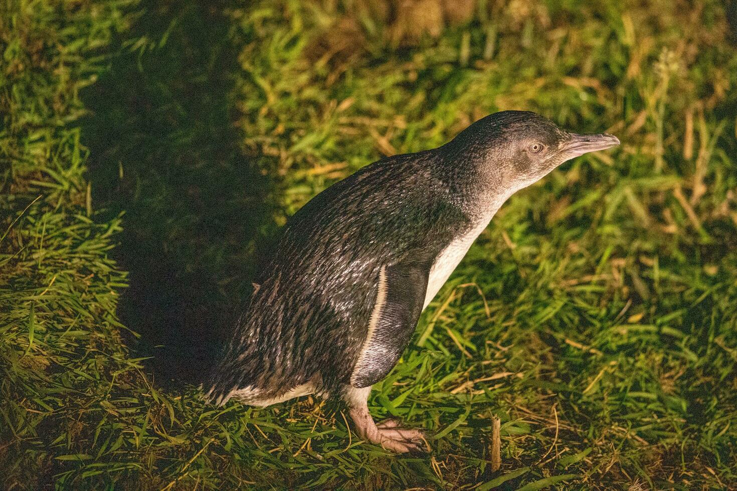 Little Blue or Fairy Penguin photo