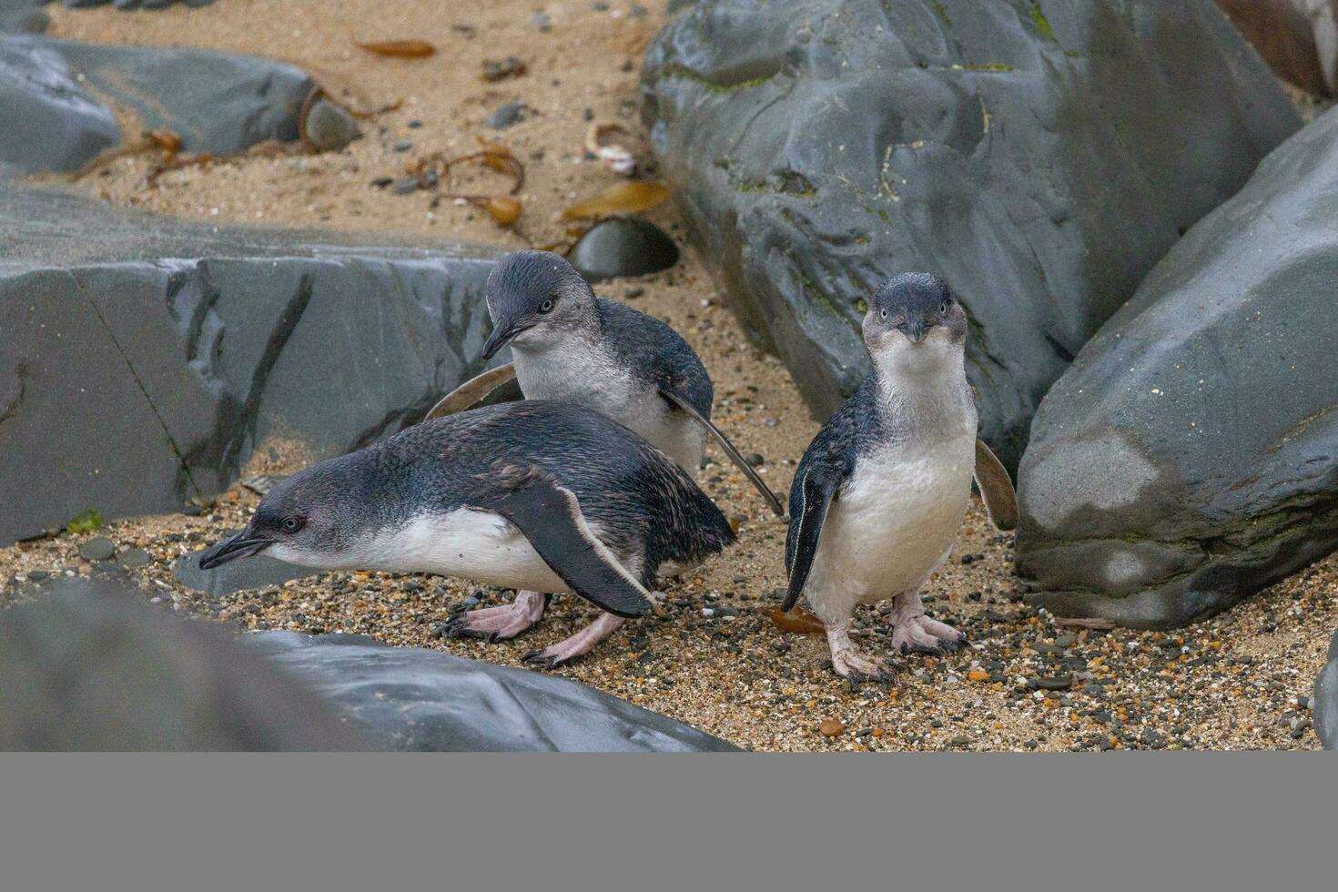 Little Blue or Fairy Penguin photo