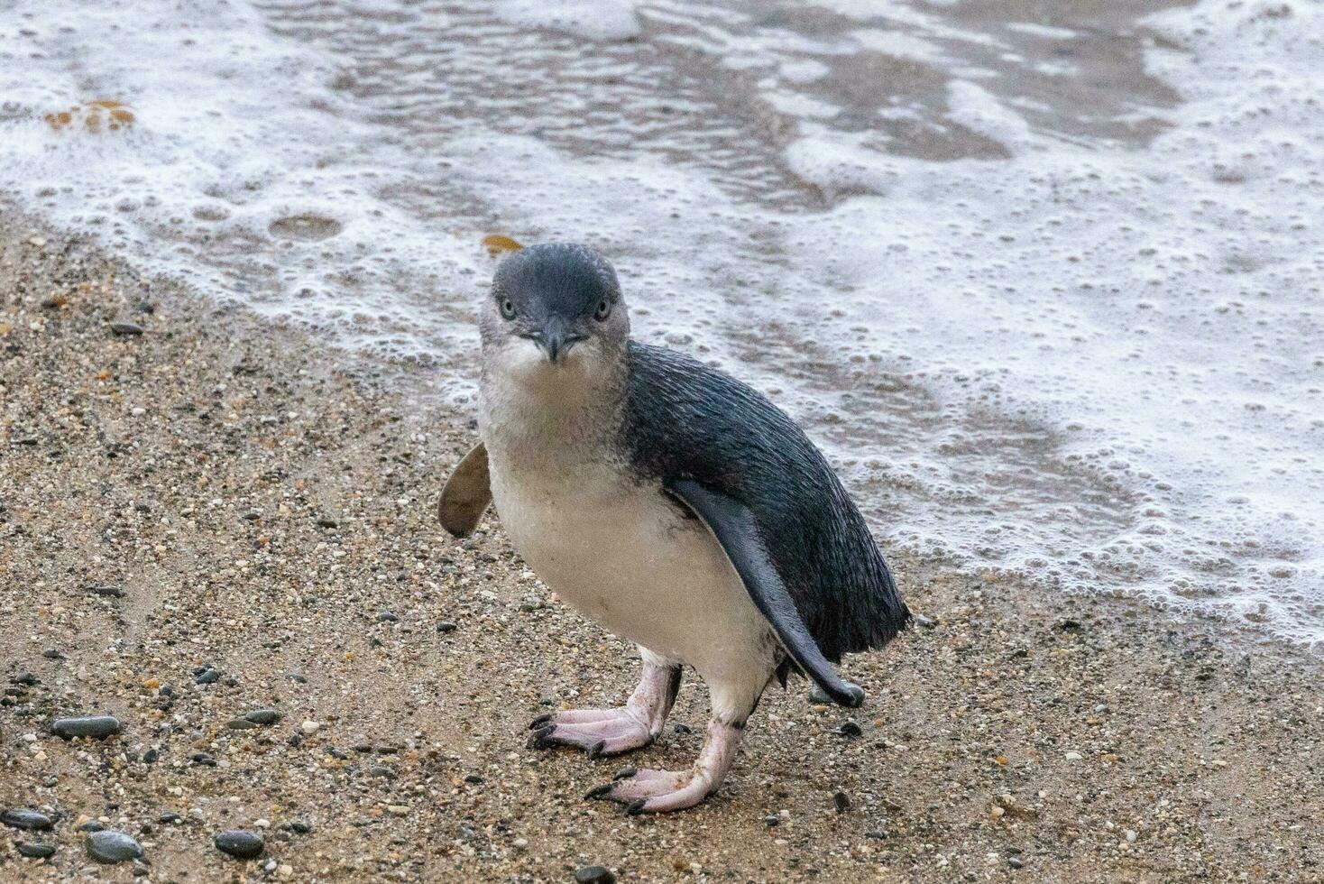 Little Blue or Fairy Penguin photo