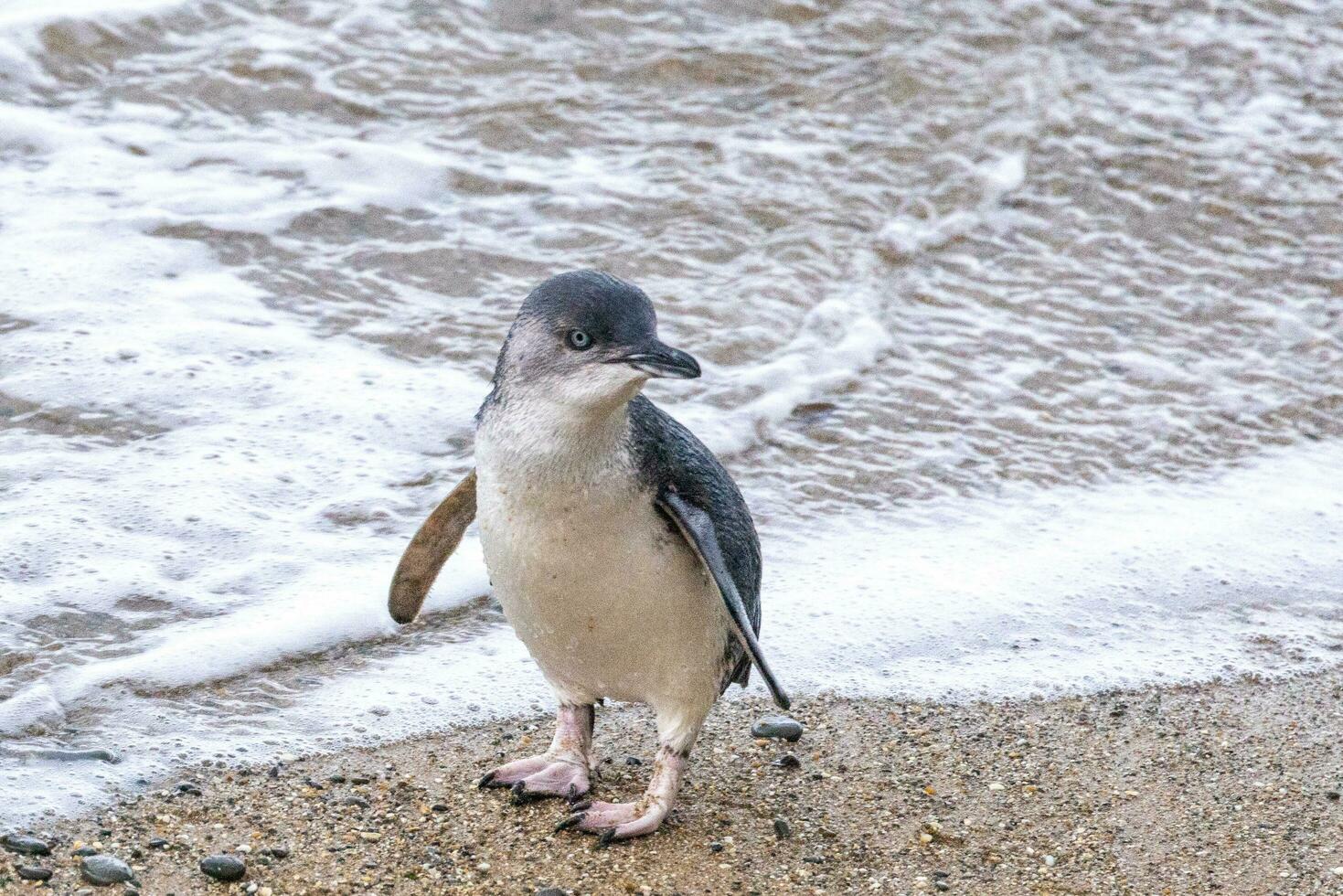 Little Blue or Fairy Penguin photo