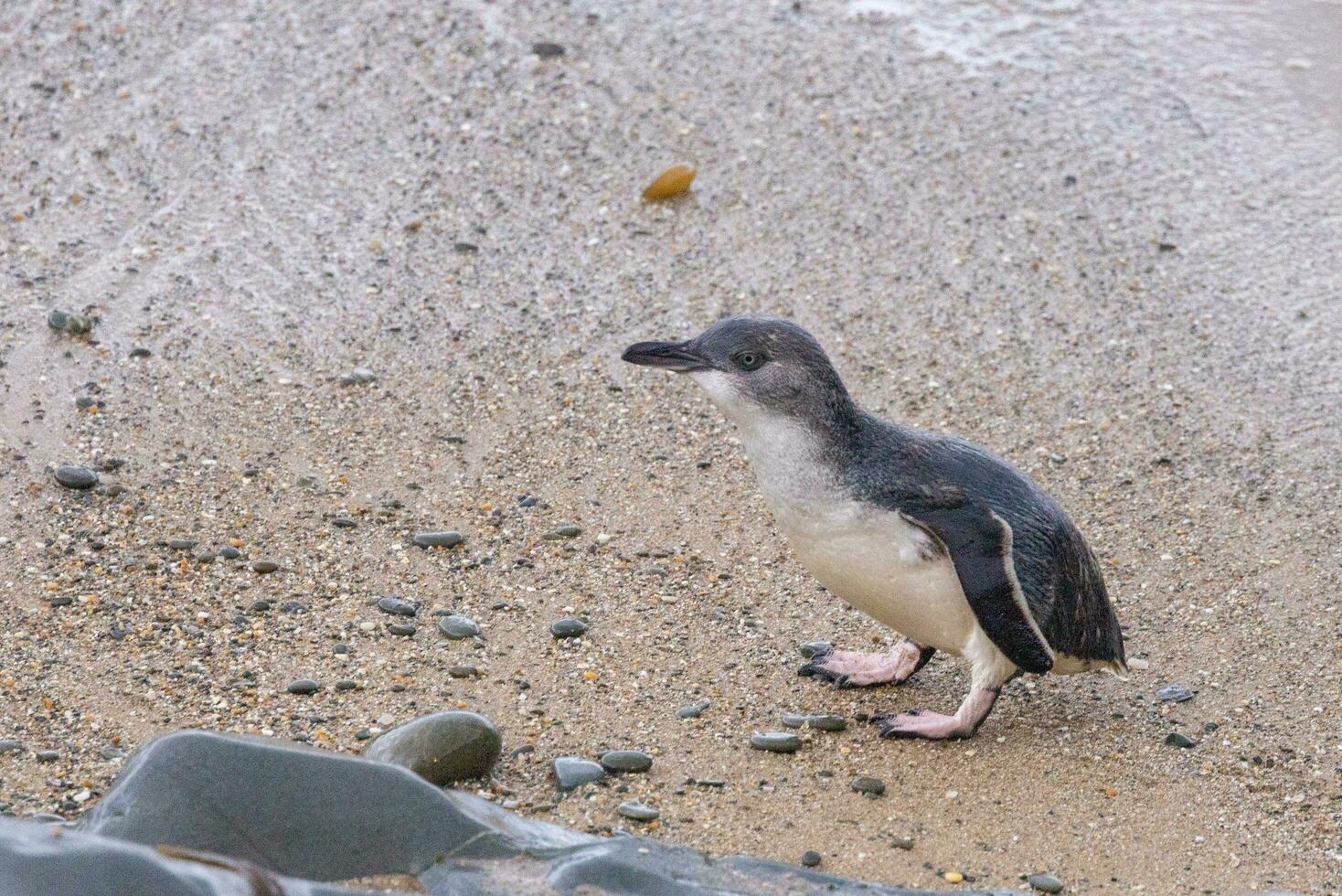 Little Blue or Fairy Penguin photo