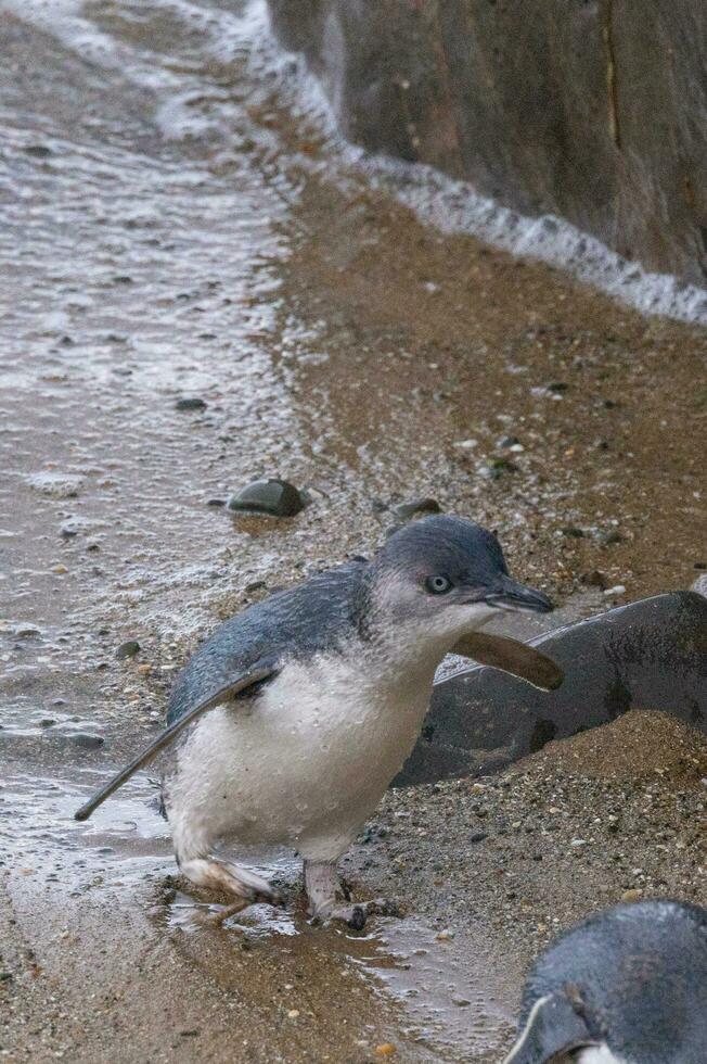 Little Blue or Fairy Penguin photo